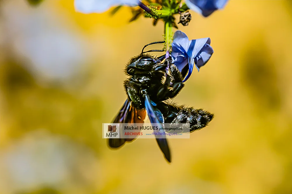Biodiversité INSECTES🌹 © Copyright ARCHIVES PHOTOS Michel HUGUES