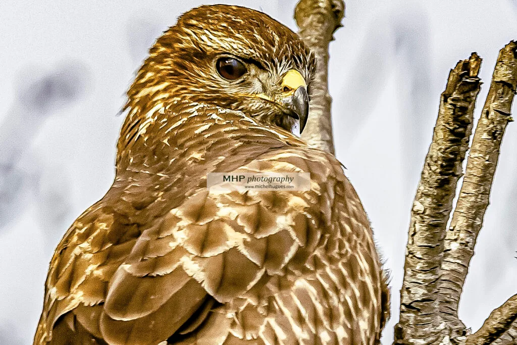 Biodiversité & OISEAUX