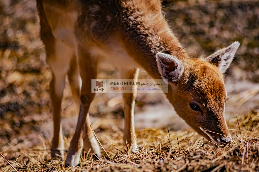 Biodiversité FAUNE🌹 © Copyright ARCHIVES PHOTOS Michel HUGUES