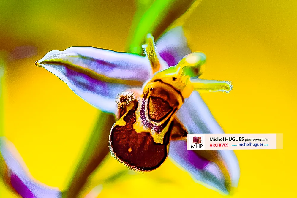 Biodiversité FLORE🌹 © Copyright ARCHIVES PHOTOS Michel HUGUES